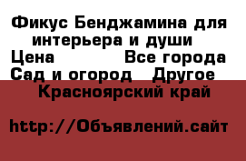 Фикус Бенджамина для интерьера и души › Цена ­ 2 900 - Все города Сад и огород » Другое   . Красноярский край